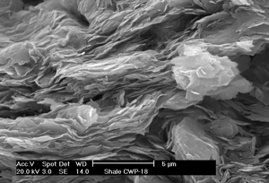 High quality SEM image - young (immature) shale